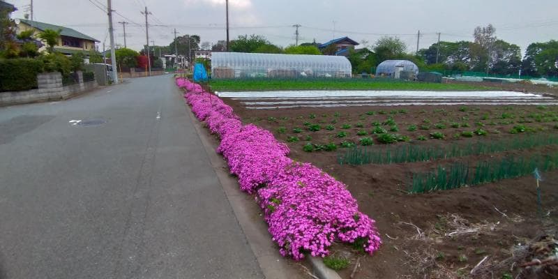 ピンクの花に縁どられた畑