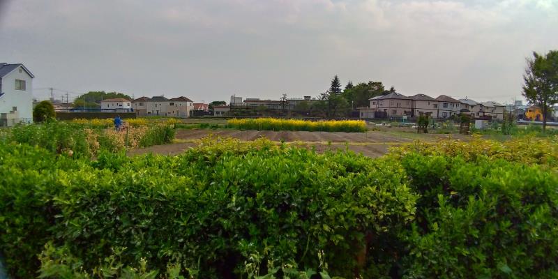 菜の花が咲く畑