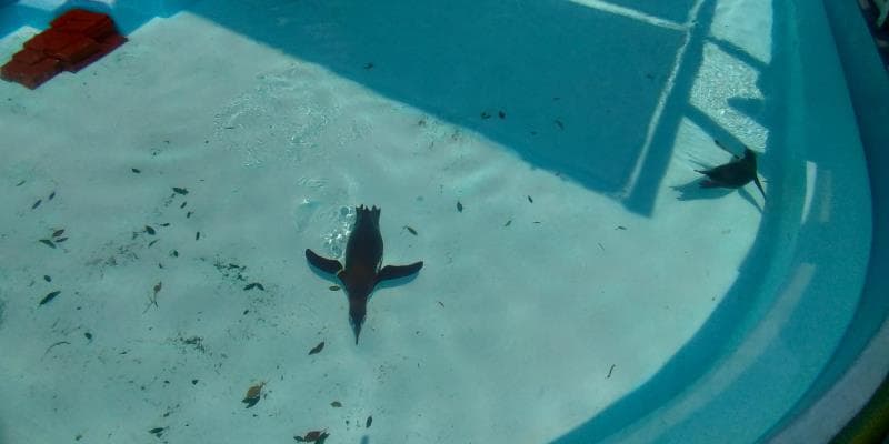 涼しそうに泳ぎ回るペンギン