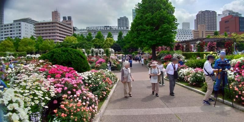横浜のビル群を背景に咲くバラ