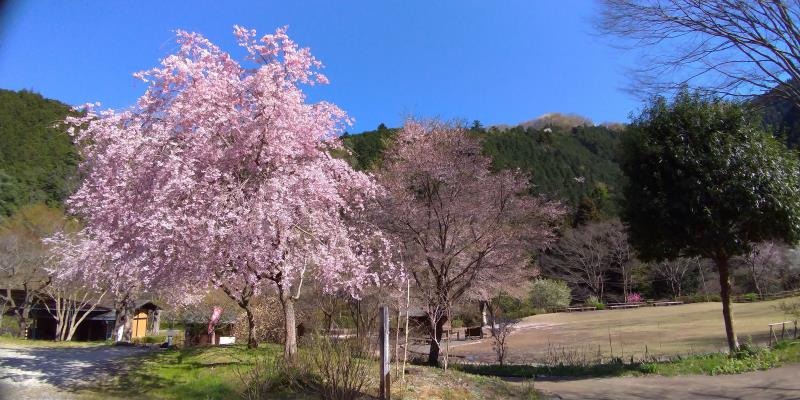 山並みを背景に静かに咲くこぶりな桜
