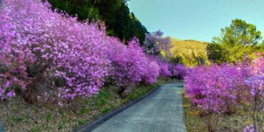 両脇を鮮やかなピンク色の花が彩る道