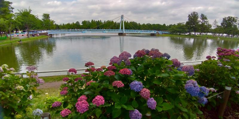 ピンク、ブルーの紫陽花の向こう側には池があり、橋がかかる