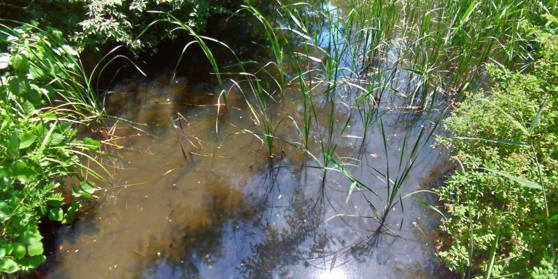 湿地から生えた細長い草