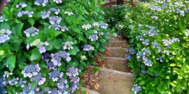 はさまれんばかりに階段の両側に咲き誇る紫陽花