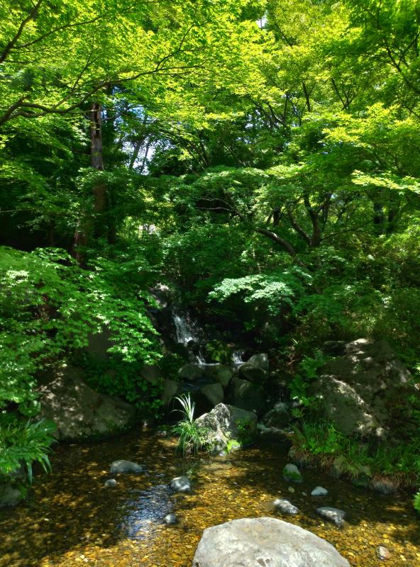 新緑輝く日本庭園の小さな滝