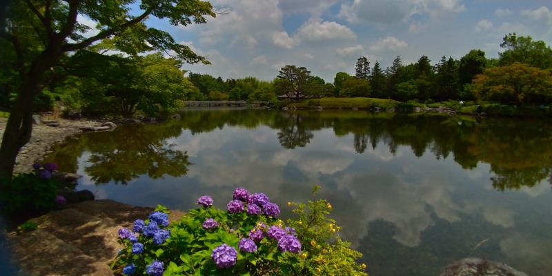昭和記念公園日本庭園の池に咲くアジサイ