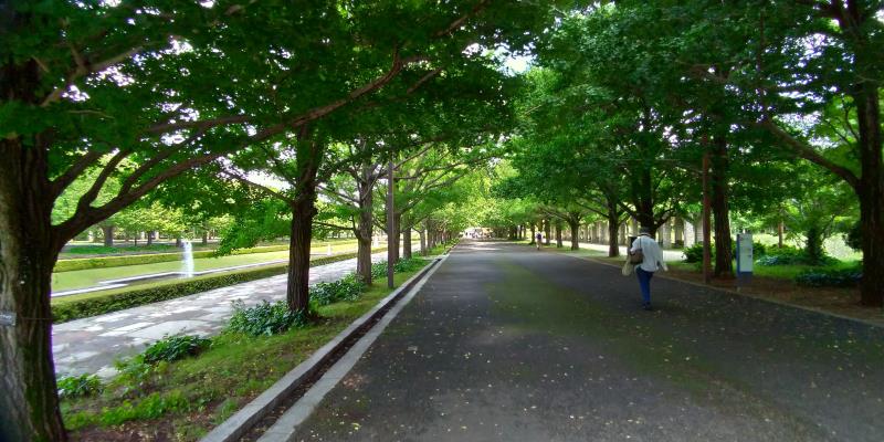 昭和記念公園のイチョウ並木の下