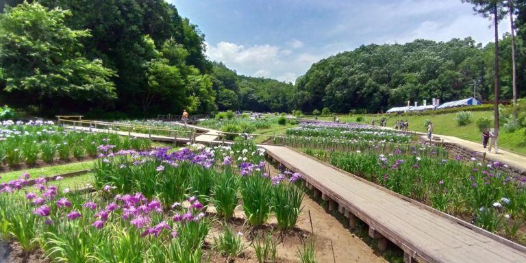 吹上しょうぶ公園は都内最大級の菖蒲園 見頃期と開花状況も報告 東京 青梅市 東京チカーバ 東京と近場の観光 散歩スポットを巡るブログ
