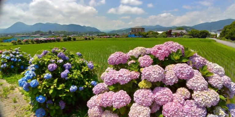 ピンク、青のアジサイの背後に広がる開成町の田園風景