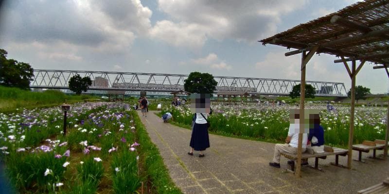 菖蒲園と京成本線を撮影する女性