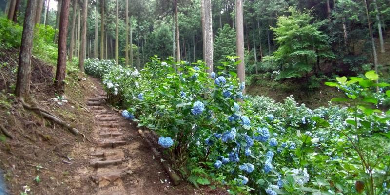 青いアジサイの咲く小さな土の階段
