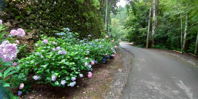 片側にピンク、青のアジサイが咲く舗装された道路
