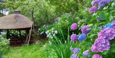 茅葺の東屋と、近くに咲く紫と青のアジサイ