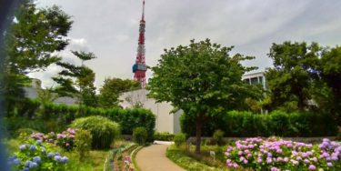 東京タワーと芝公園のアジサイ