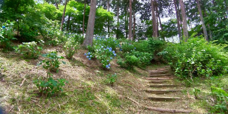 アジサイと木々が生える丘の階段