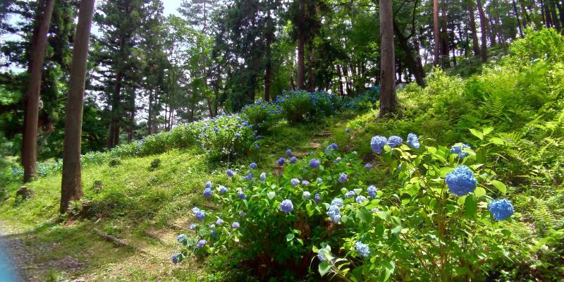 林に咲く青いアジサイ