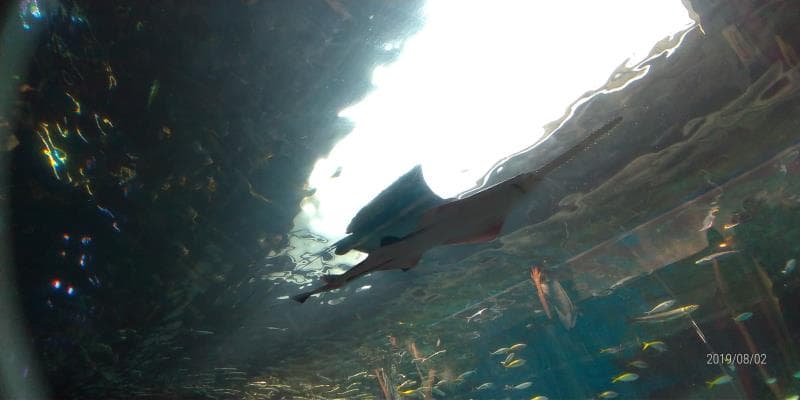 頭上を泳ぐノコギリザメ