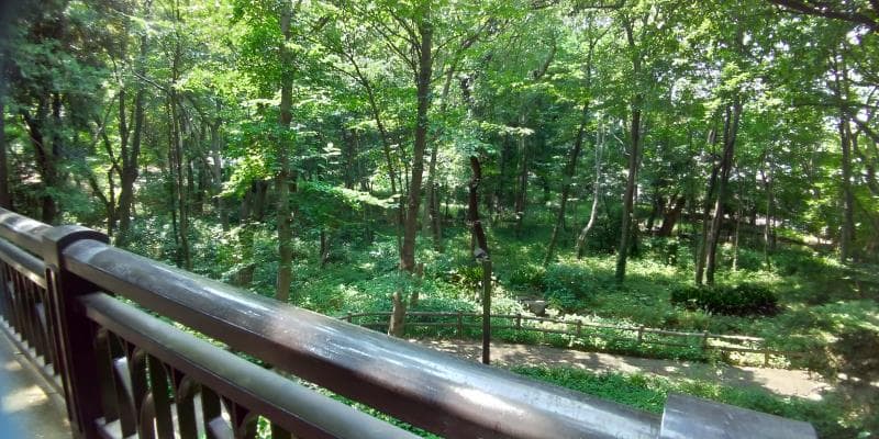 林試の森公園の橋から眺めた木々