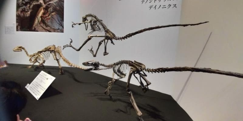 3匹の恐竜