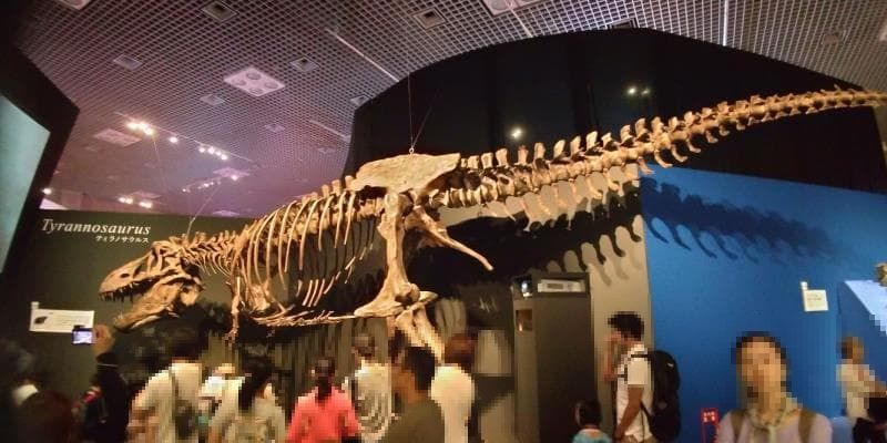 ティラノサウルスの骨格標本