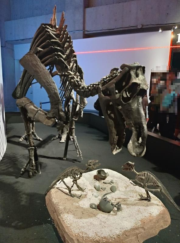 親子の恐竜の化石
