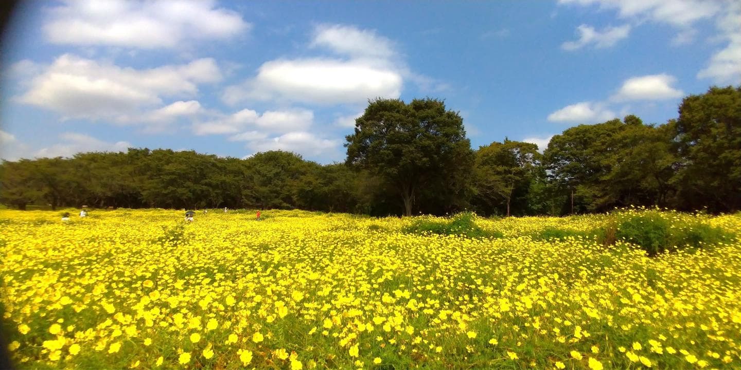 昭和記念公園コスモス畑を徹底レポ 見頃期 場所 開花状況も解説 東京 立川市 東京チカーバ 東京と近場の観光 散歩スポットを巡るブログ