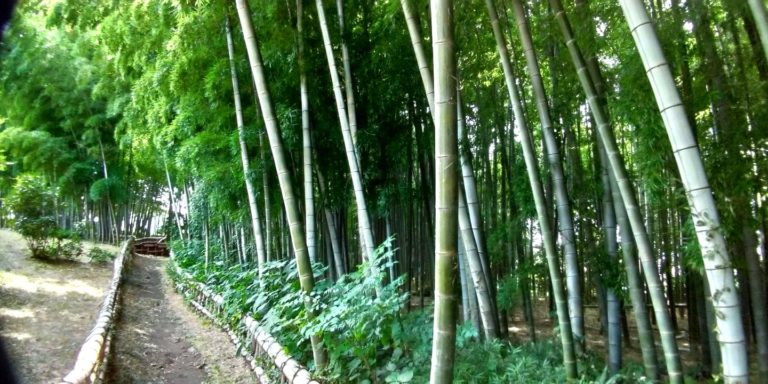 東京 東久留米市の竹林公園 透明な湧水ながれるオアシスだった 東京チカーバ 東京と近場の観光 散歩スポットを巡るブログ