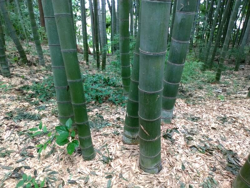 間近で見る竹