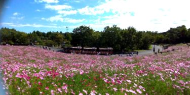 昭和記念公園花の丘のコスモス