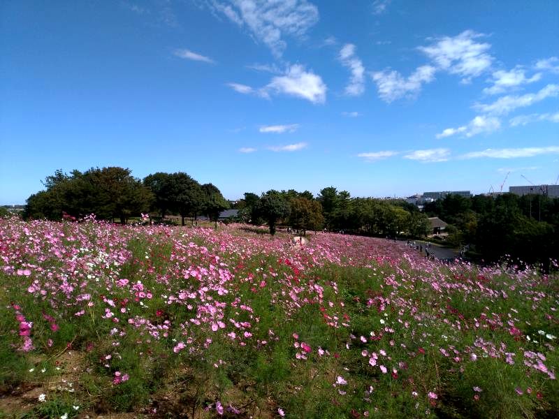 昭和記念公園コスモス畑を徹底レポ 見頃期 場所 開花状況も解説 東京 立川市 東京チカーバ 東京と近場の観光 散歩スポットを巡るブログ
