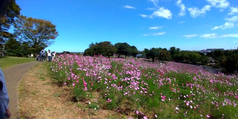 昭和記念公園コスモス畑を徹底レポ 見頃期 場所 開花状況も解説 東京 立川市 東京チカーバ 東京と近場の観光 散歩スポットを巡るブログ