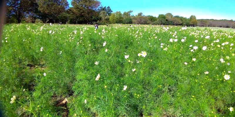 昭和記念公園コスモス畑を徹底レポ 見頃期 場所 開花状況も解説 東京 立川市 東京チカーバ 東京と近場の観光 散歩スポットを巡るブログ