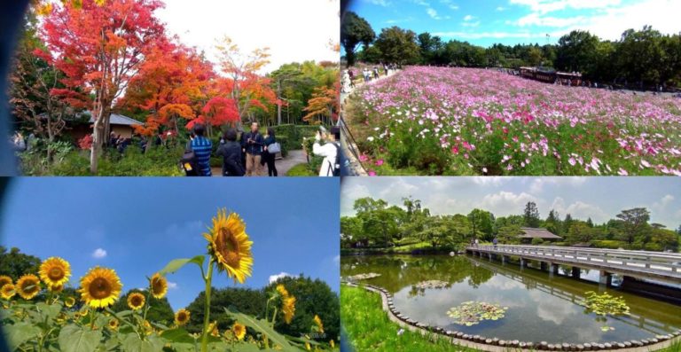 昭和記念公園の見どころと周辺観光スポットをリピーターが解説 東京 立川市 東京チカーバ 東京と近場の観光 散歩スポットを巡るブログ