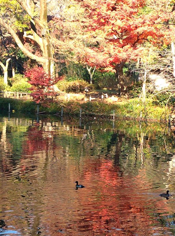 井の頭公園の紅葉は地味め 何かのついでが吉 見頃期も解説 東京 武蔵野市散歩 東京チカーバ 東京と近場の観光 散歩スポットを巡るブログ