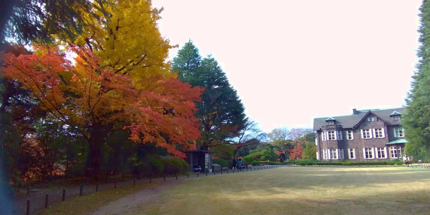 旧古河庭園の紅葉2019