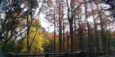 林試の森公園の紅葉2019