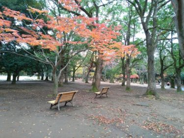 代々木公園の紅葉2019
