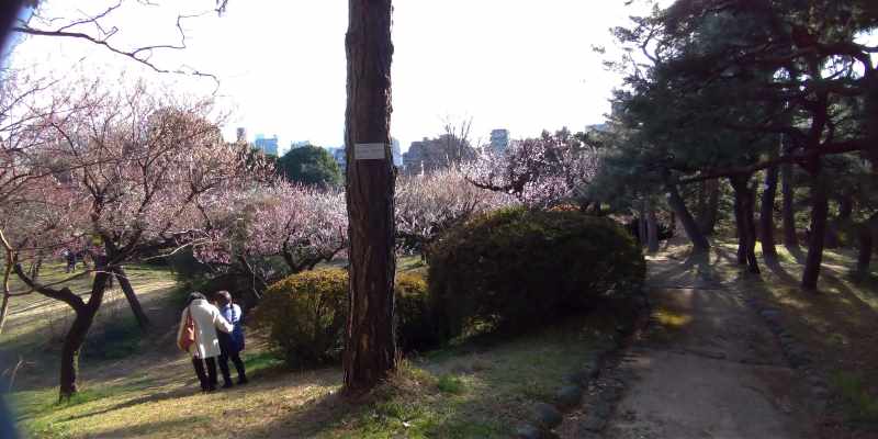 小石川植物園の梅の開花状況 23区で最も自然の多い観梅 東京 文京区 東京チカーバ 東京と近場の観光 散歩スポットを巡るブログ