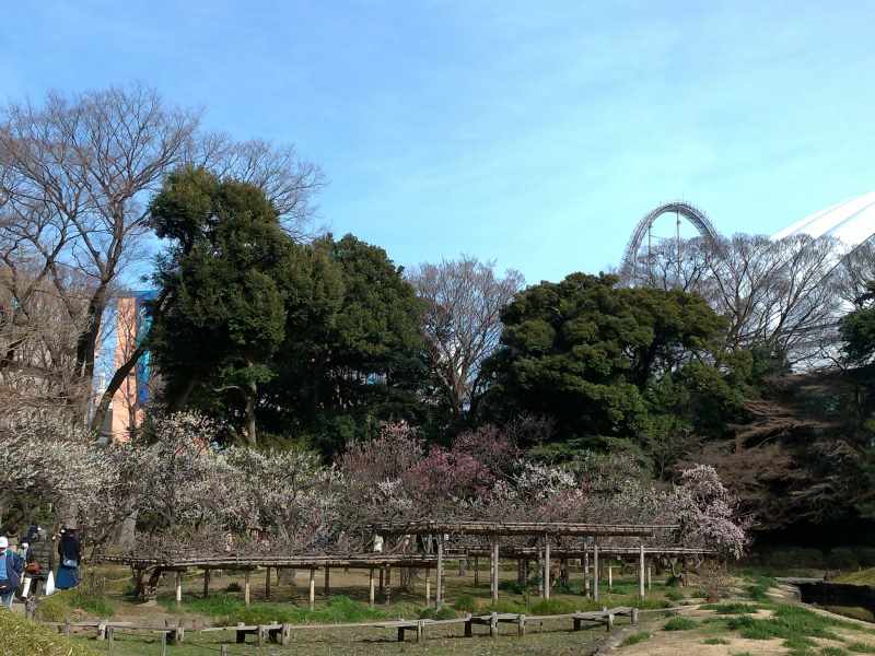 小石川植物園の梅の開花状況 23区で最も自然の多い観梅 東京 文京区 東京チカーバ 東京と近場の観光 散歩スポットを巡るブログ