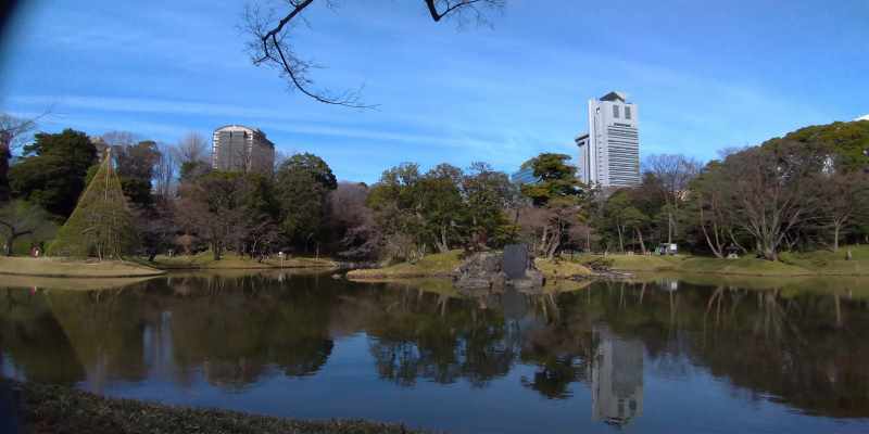 小石川後楽園の池から文京シビックセンターを望む。池のほとりには雪吊りがある。