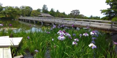 昭和記念公園日本庭園の菖蒲田