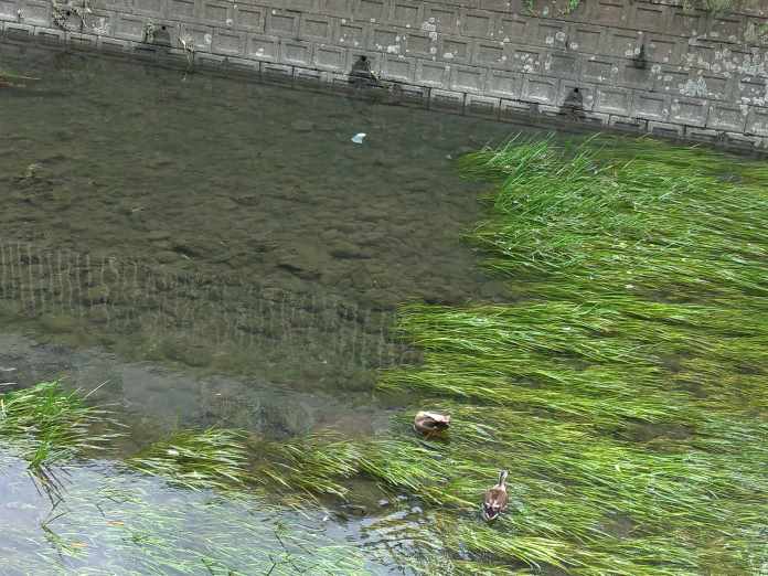 善福寺川緑地の水草とカモ