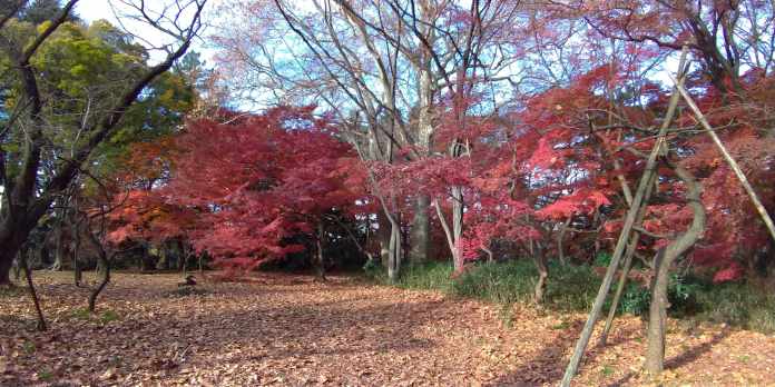 新宿御苑の紅葉は都内屈指の規模だった 見頃期や紅葉状況もレポ 東京 新宿区 東京チカーバ 東京と近場の観光 散歩スポットを巡るブログ