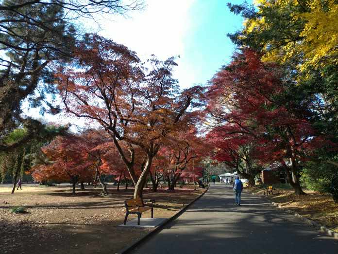 新宿御苑の紅葉は都内屈指の規模だった 見頃期や紅葉状況もレポ 東京 新宿区 東京チカーバ 東京と近場の観光 散歩スポットを巡るブログ