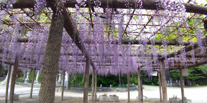 拝島の藤 日吉神社にある樹齢800年の古木を訪ねて 東京 昭島市 東京チカーバ 東京と近場の観光 散歩スポットを巡るブログ