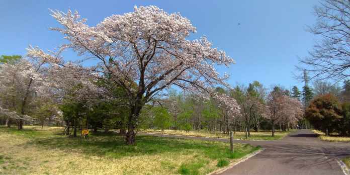 武蔵野公園の桜は地味だが心地よい