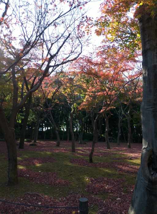 北の丸公園は紅葉の穴場 見頃時期や紅葉状況も解説 東京 千代田区 東京チカーバ 東京と近場の観光 散歩スポットを巡るブログ