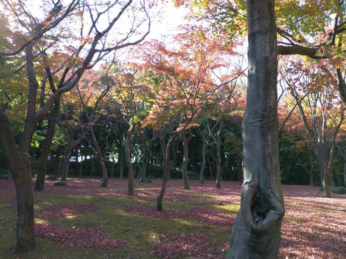 北の丸公園は紅葉の穴場 見頃時期や紅葉状況も解説 東京 千代田区 東京チカーバ 東京と近場の観光 散歩スポットを巡るブログ